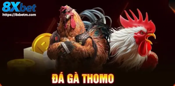Đá gà Thomo 8xbet với đấu trường chuyên nghiệp và không khí sôi động khác biệt so với các trường gà truyền thống