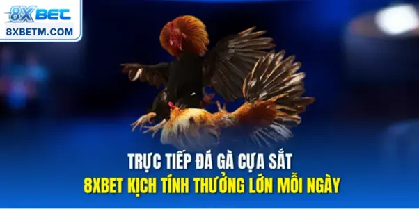 Đá gà Thomo 8xbet nổi bật với đấu trường quy mô lớn và trải nghiệm theo dõi trực tuyến khác biệt so với các trường gà khác