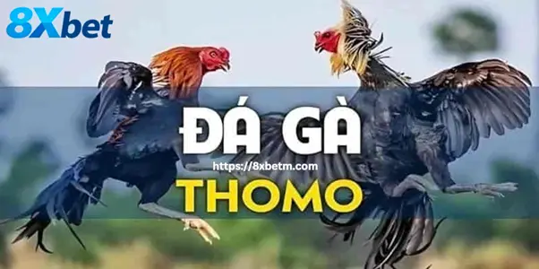 Quy mô tổ chức và tính chuyên nghiệp của trường gà Thomo với hệ thống thi đấu bài bản và quản lý chặt chẽ