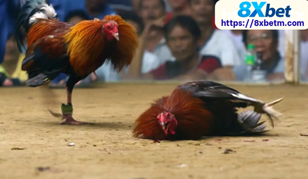Trận đá gà 24 tỷ – cuộc so tài lịch sử của giới đá gà